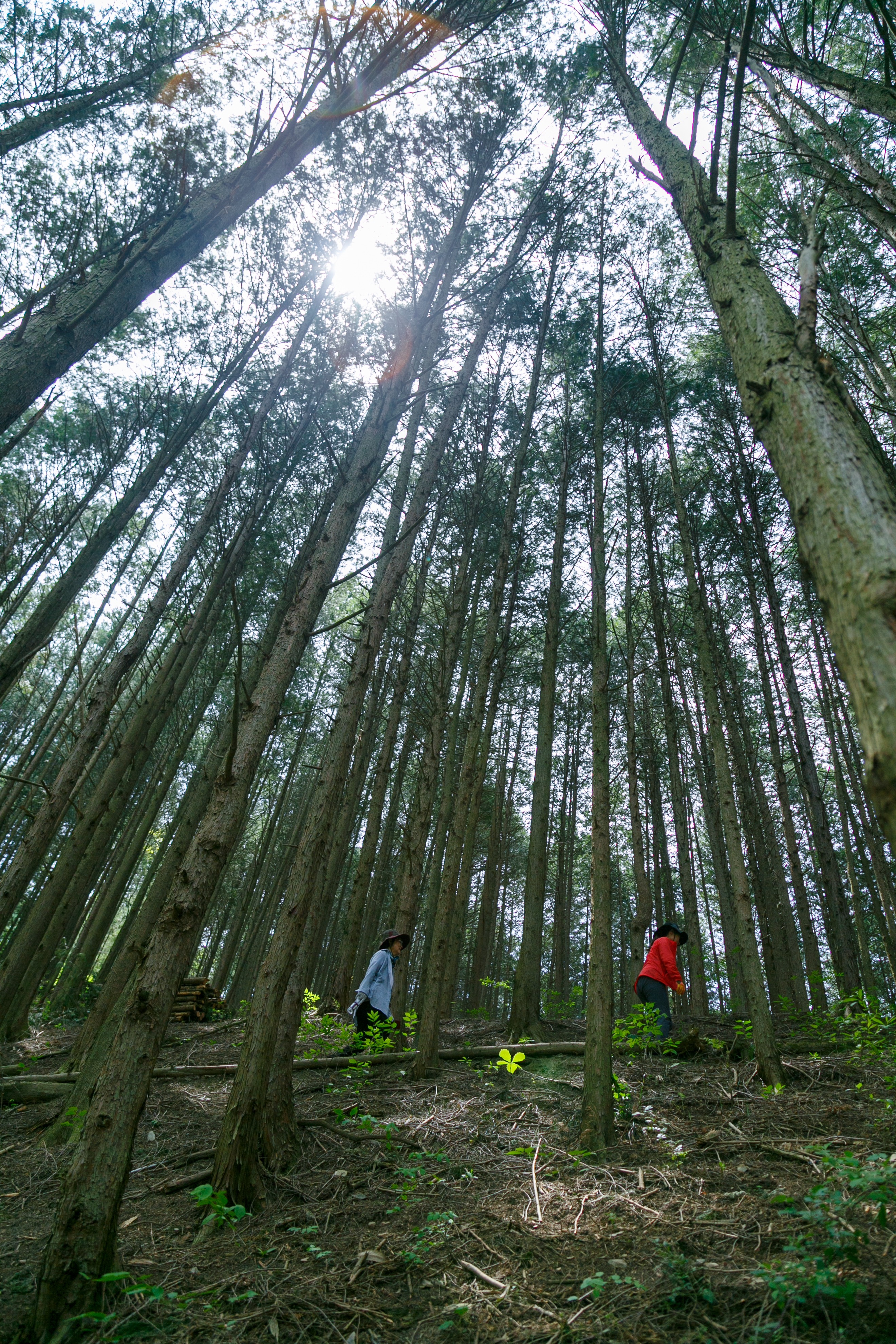 완주 공기마을 편백나무 숲 편백숲