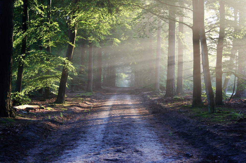 자연 속에서 보내는 시간이 정신과 신체 건강을 증진시키는 이유