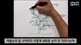 참외 순치기 순지르기 방법과 그림으로 쉽게 정리_16