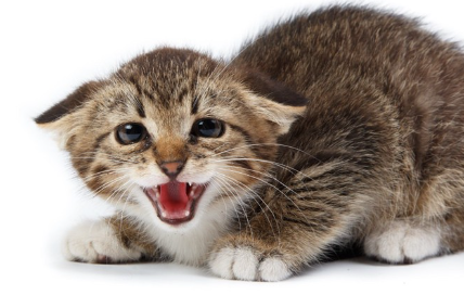 우는 새끼 고양이.