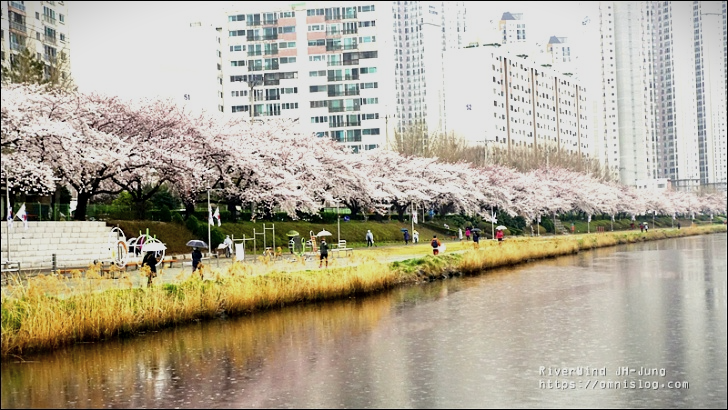 온천천 벚꽃
