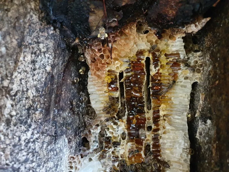 석청꿀 효능 7가지 보관방법 섭취 시 주의사항에 대해서 알아보기_2