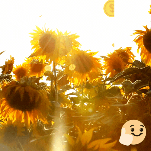 해바라기 그림 돈들어오는 그림 다운받기