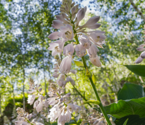 3. 화담숲 예약 양도 방법
