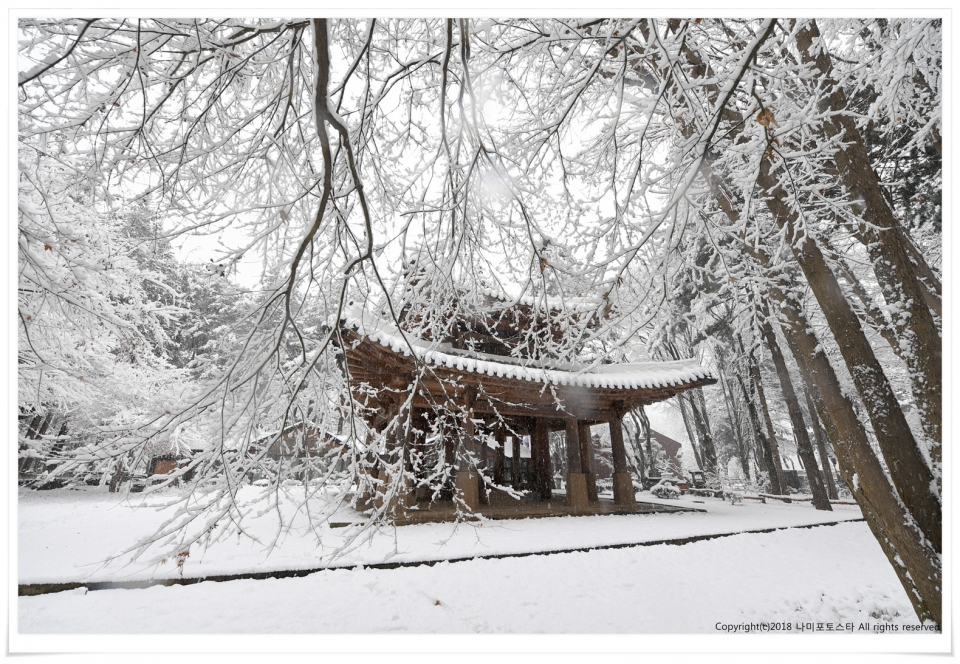 비발디파크 스키장