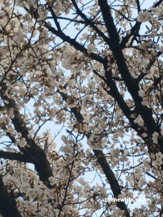 2026년 서울 벚꽃 만개 시기 7일 예상 사진