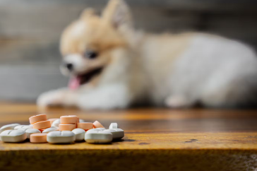 개의 몸에 가려움증이 생기기 쉬운 '아토피 피부염'