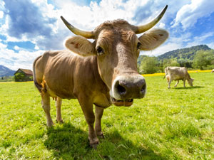 할랄푸드 - 소고기 가능