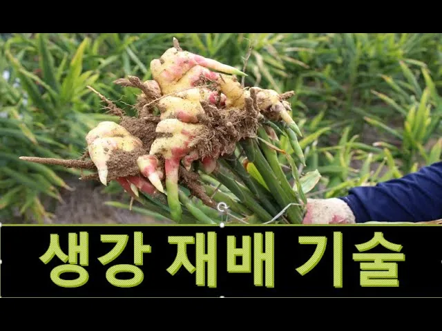 생강 재배 씨눈 맞추기 보온 피복 수확 건조_1