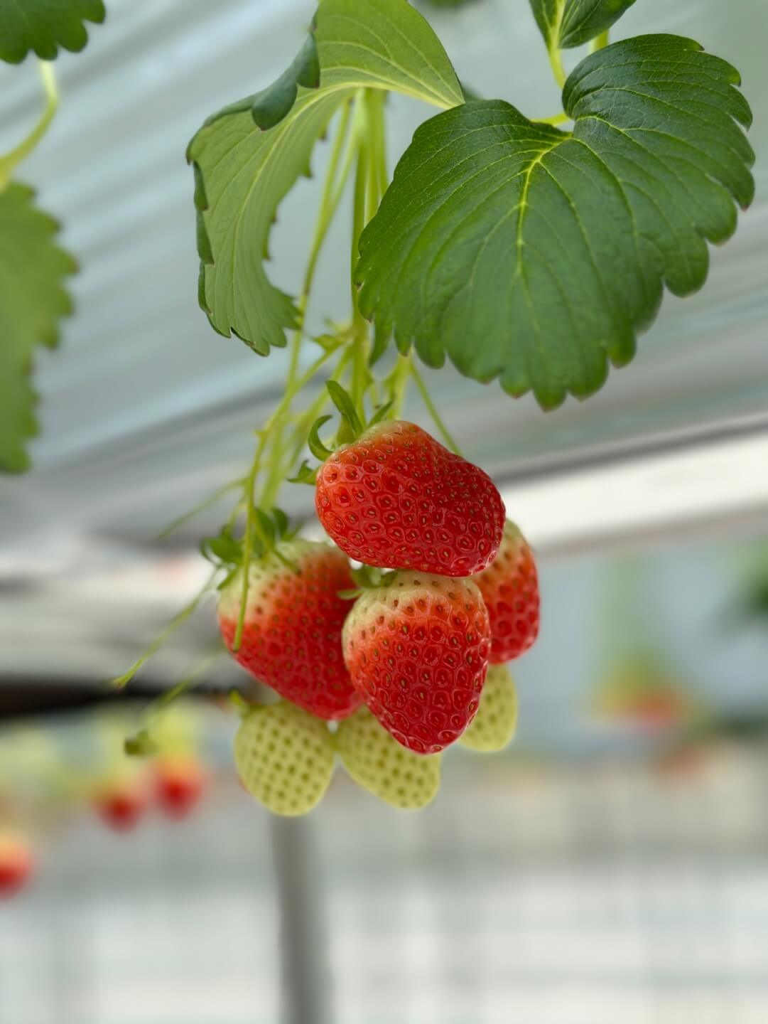 용인 딸기체험 농장 딸기 상태