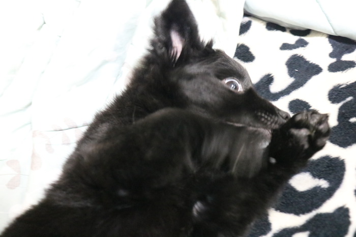 처음 강아지 입양한 날