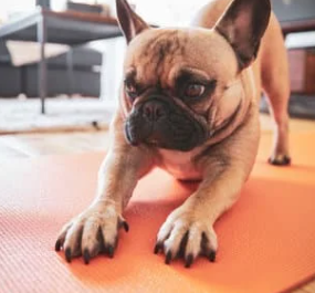 강아지 슬개골 탈구 증상&amp;#44; 수술 비용과 예방까지 한 번에 정리