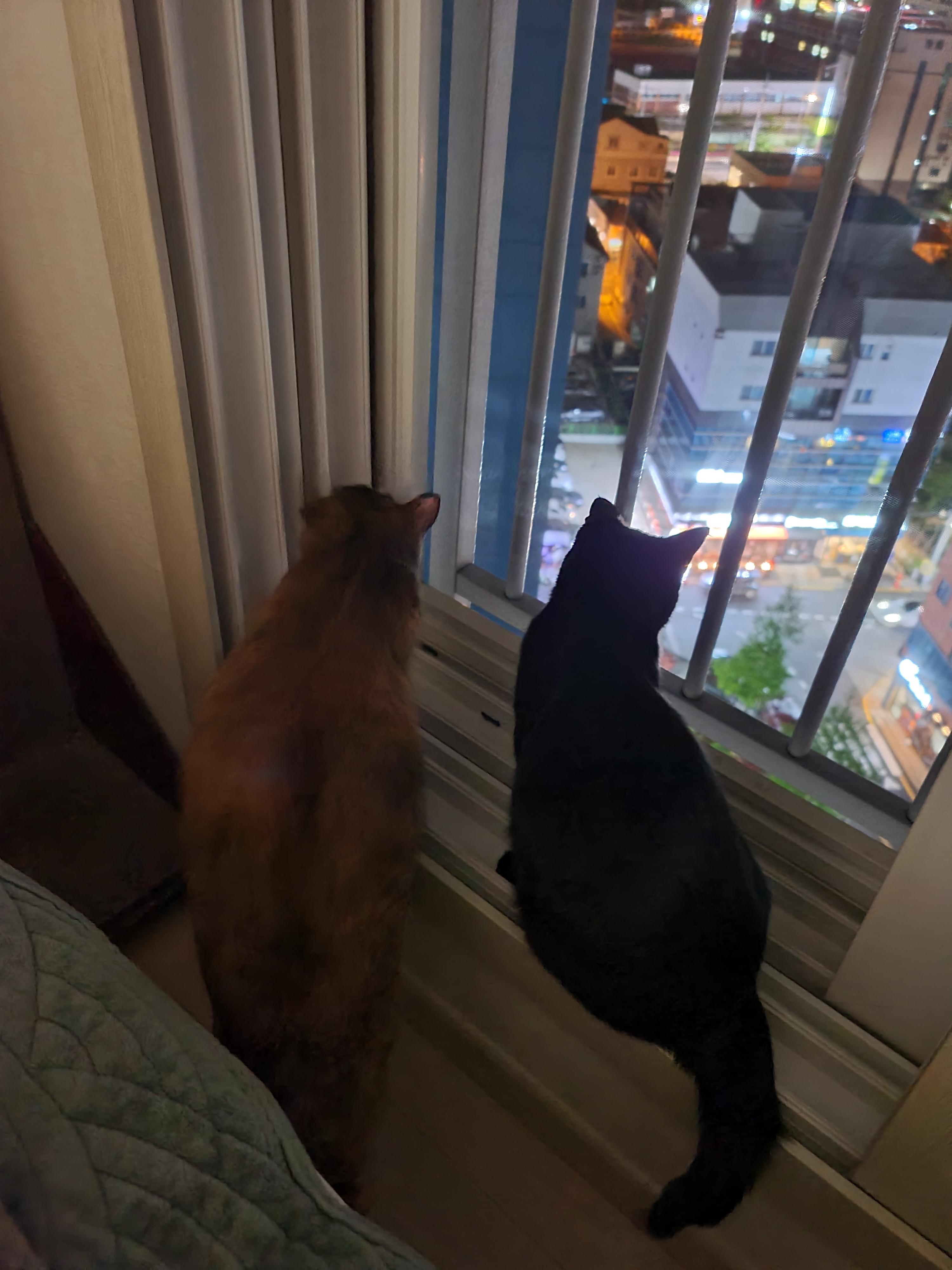 창밖구경을 좋아하는 고양이들의 낙상사고와 가출 예방을 위한 방묘창의 필요성.