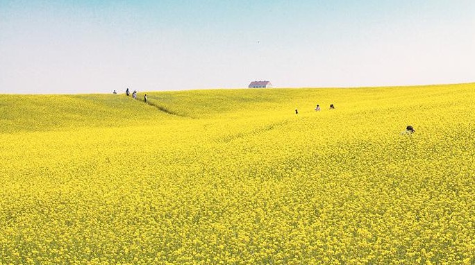 국내 봄 여행지 추천 - 안성팜랜드