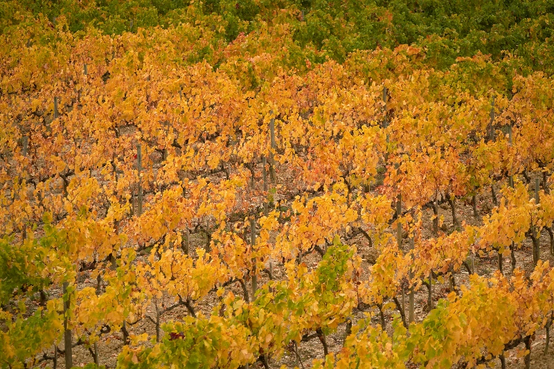 로얄바인 포도 후기, 로얄바인 명품과일 가격, 로얄바인 프리미엄 포도 구매, 로얄바인 선물세트, 프리미엄 과일 수익성 작물, 부자과일 인기순위, 고소득층 과일 추천, 신세계백화점 로얄바인, 명절 고급 과일 선물, 클럽재배 과일 뜻, 명품 과일, 프리미엄 포도, 농가 수익성 작물, 프리미엄 과일 투자, 백화점 과일 선물세트, 추석 과일 선물 추천