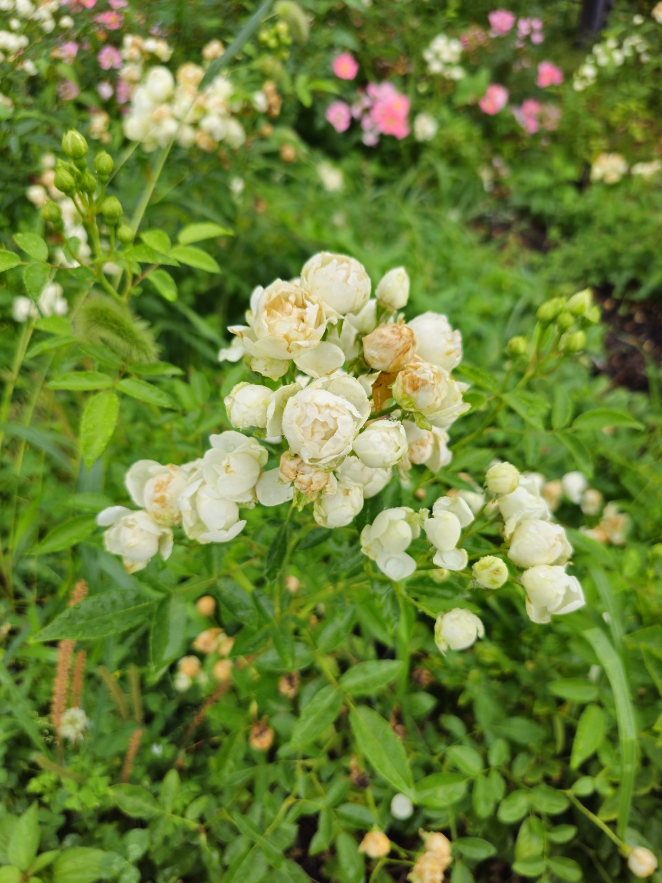 미국 vs 독일, 장애인 정책 누가 앞서나