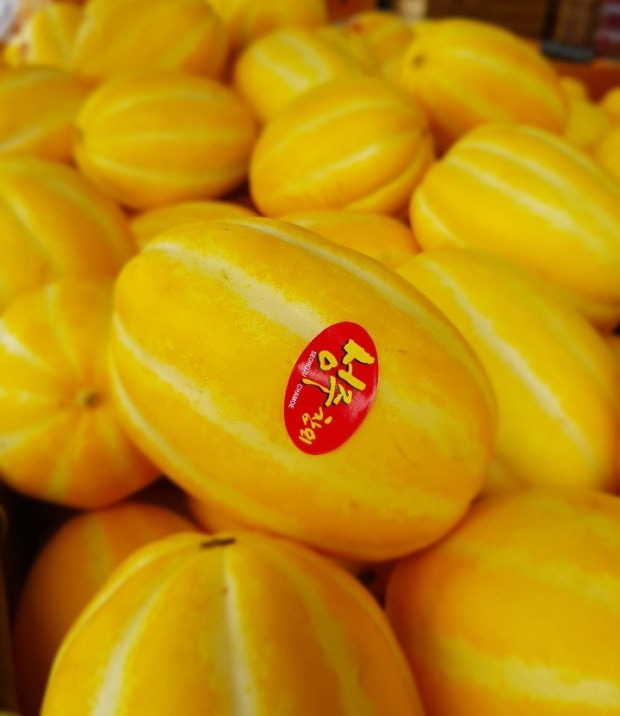 냉부해 입짦은햇님 망고참외 가격 판매하는 곳