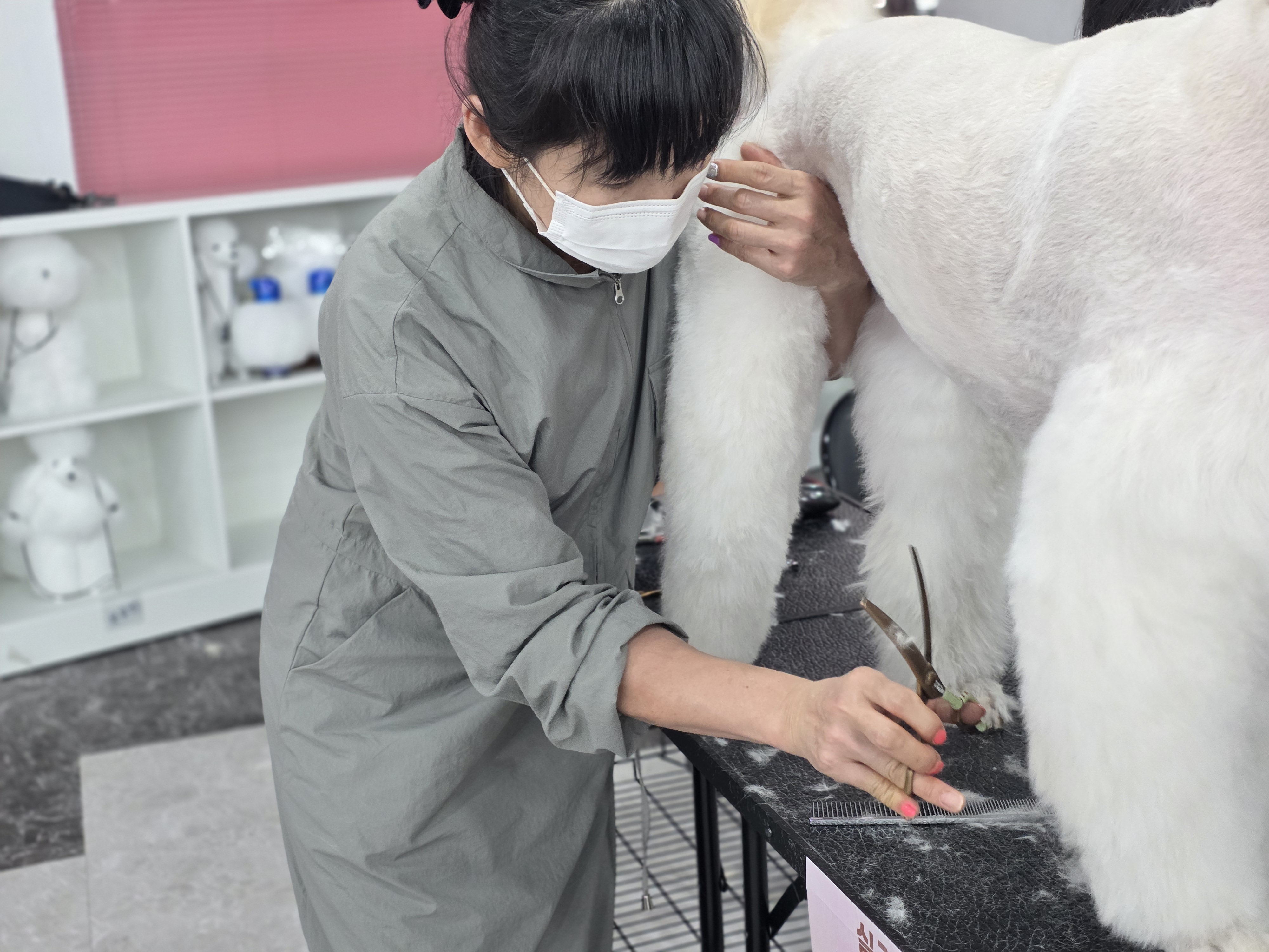 시흥애견미용학원 실견 수업 현장