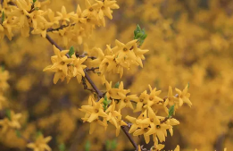 개나리를 알아보자.