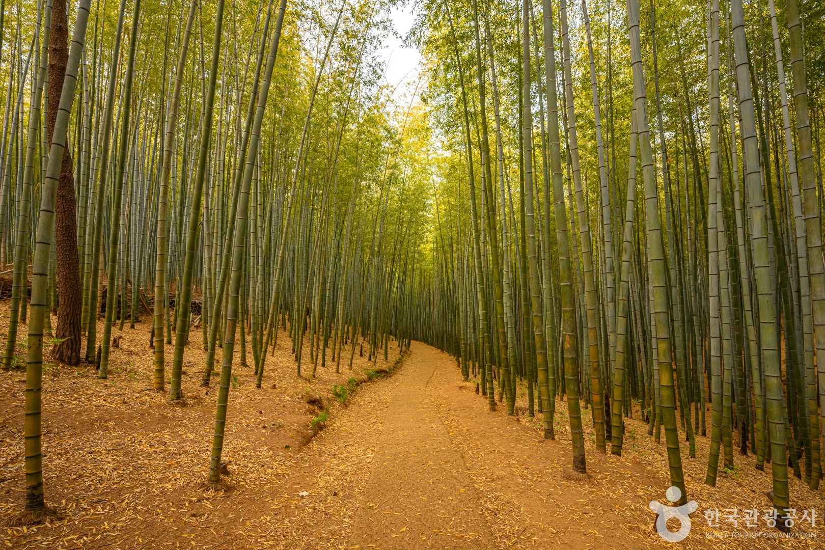 부산 아홉산숲