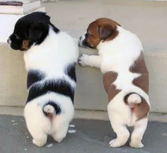 강아지 엉덩이 들이미는 이유 애정표현인지_2