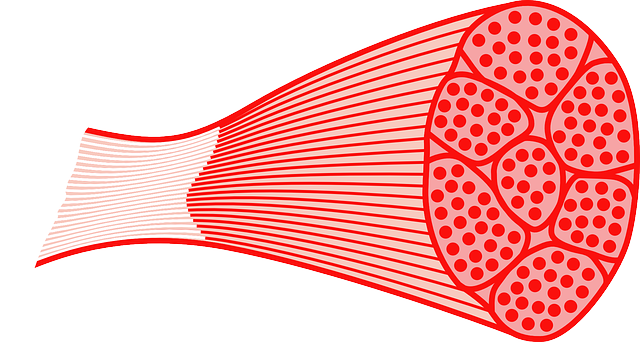 근육 muscle 과 근조직의 구조 structure of muscle tissues