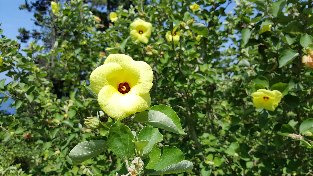 진해군항제 숙소 추천(가성비.위치.예약 꿀팁 총정리)