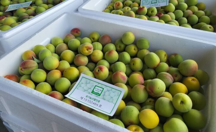 생방송투데이 3787회 이 주의 장바구니 전남 광양의 유기농 매실 전문 농장 매실사랑농원 주문방법