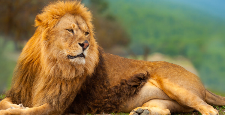 아침고요 동물원