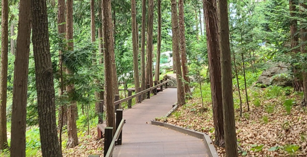 장흥 편백숲 우드랜드