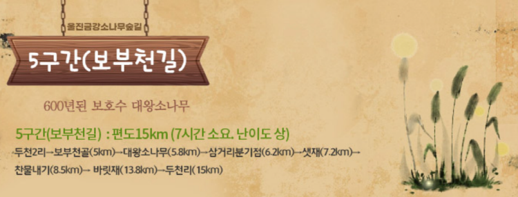 울진 금강송 소나무숲길