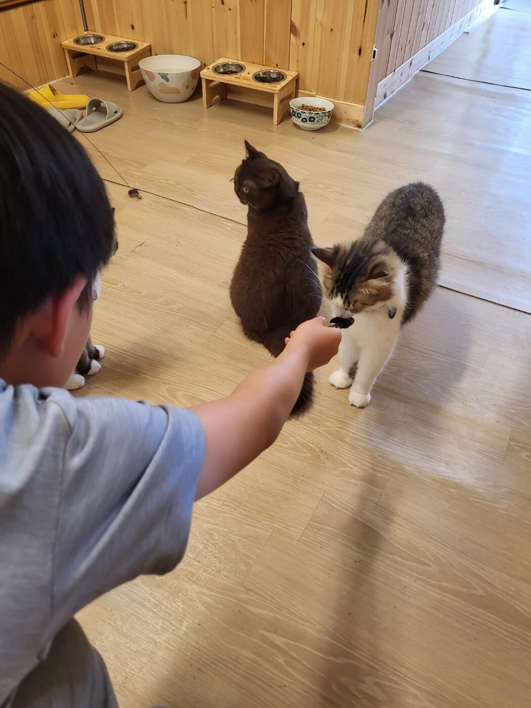 고양이4