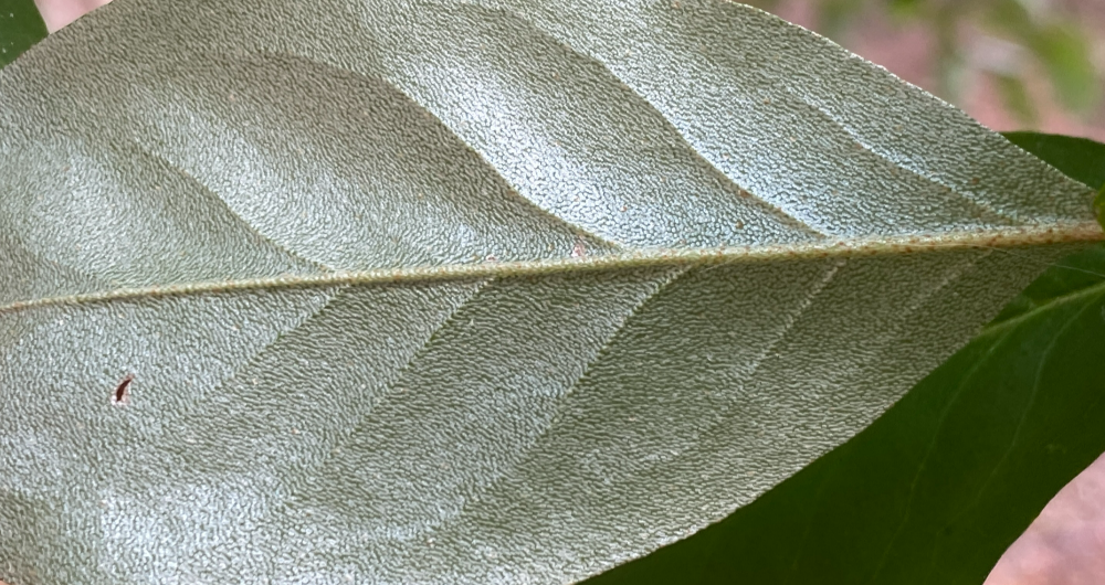 뜰보리수 잎뒷면