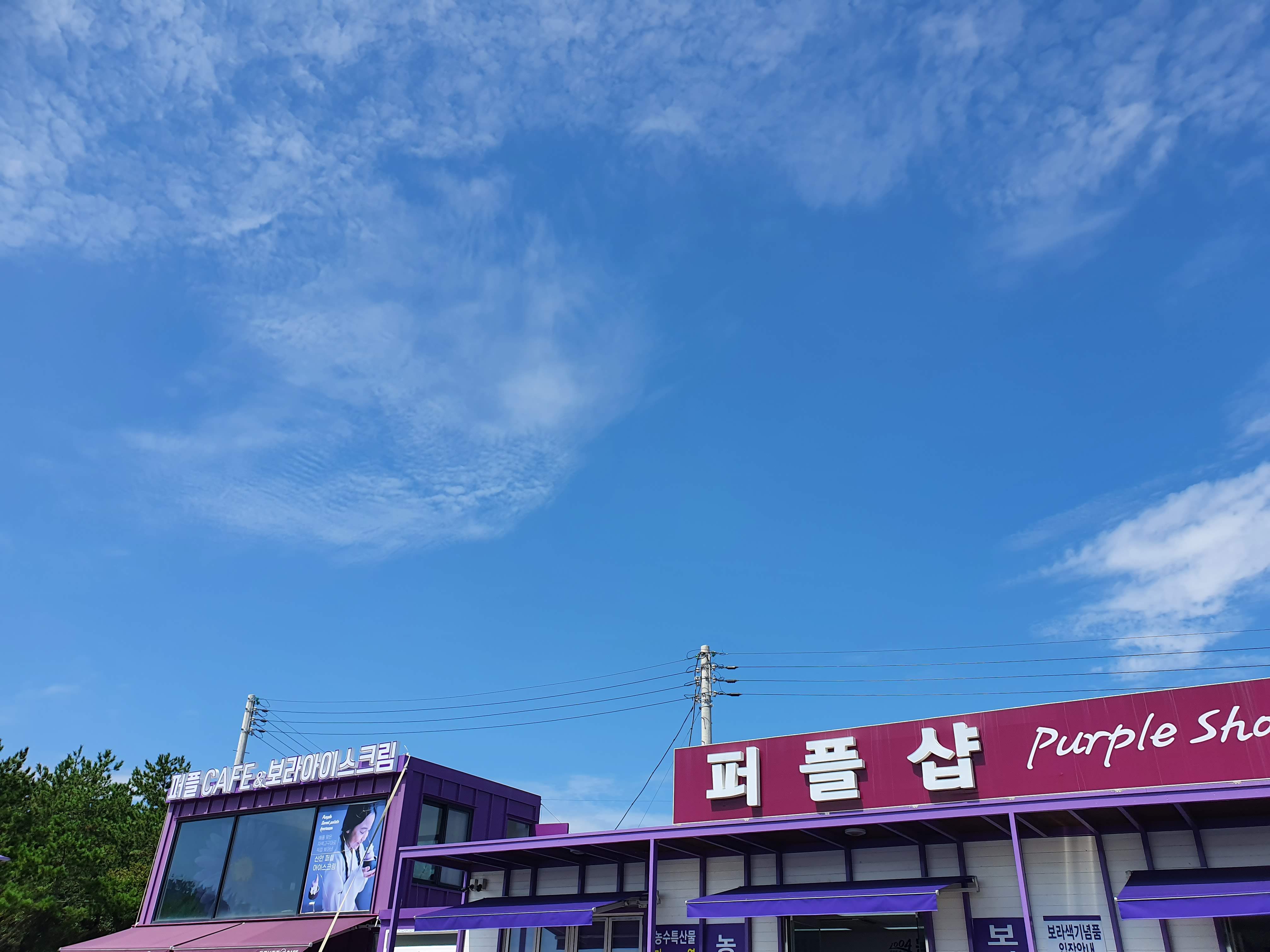 5. 퍼플섬입장료