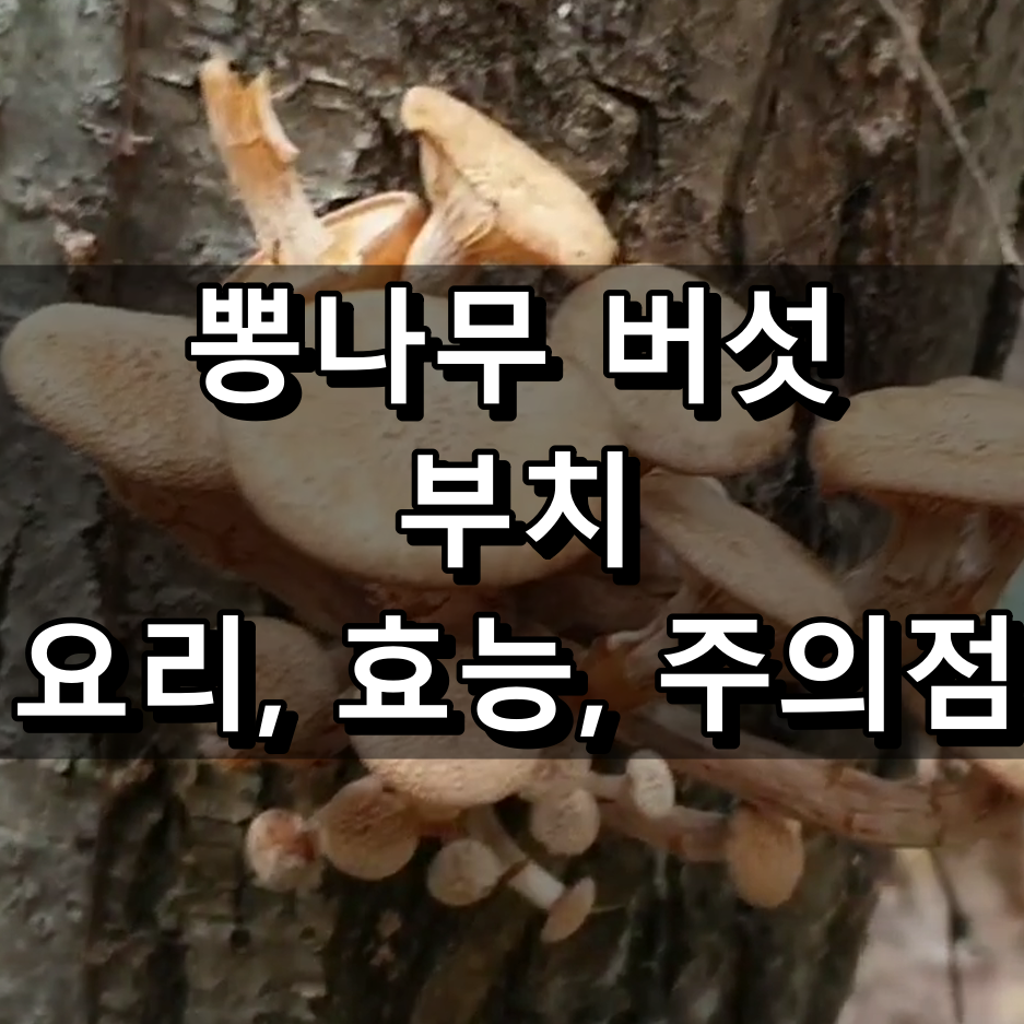 뽕나무 버섯 부치 요리와 효능 그리고 주의점 대표 이미지
