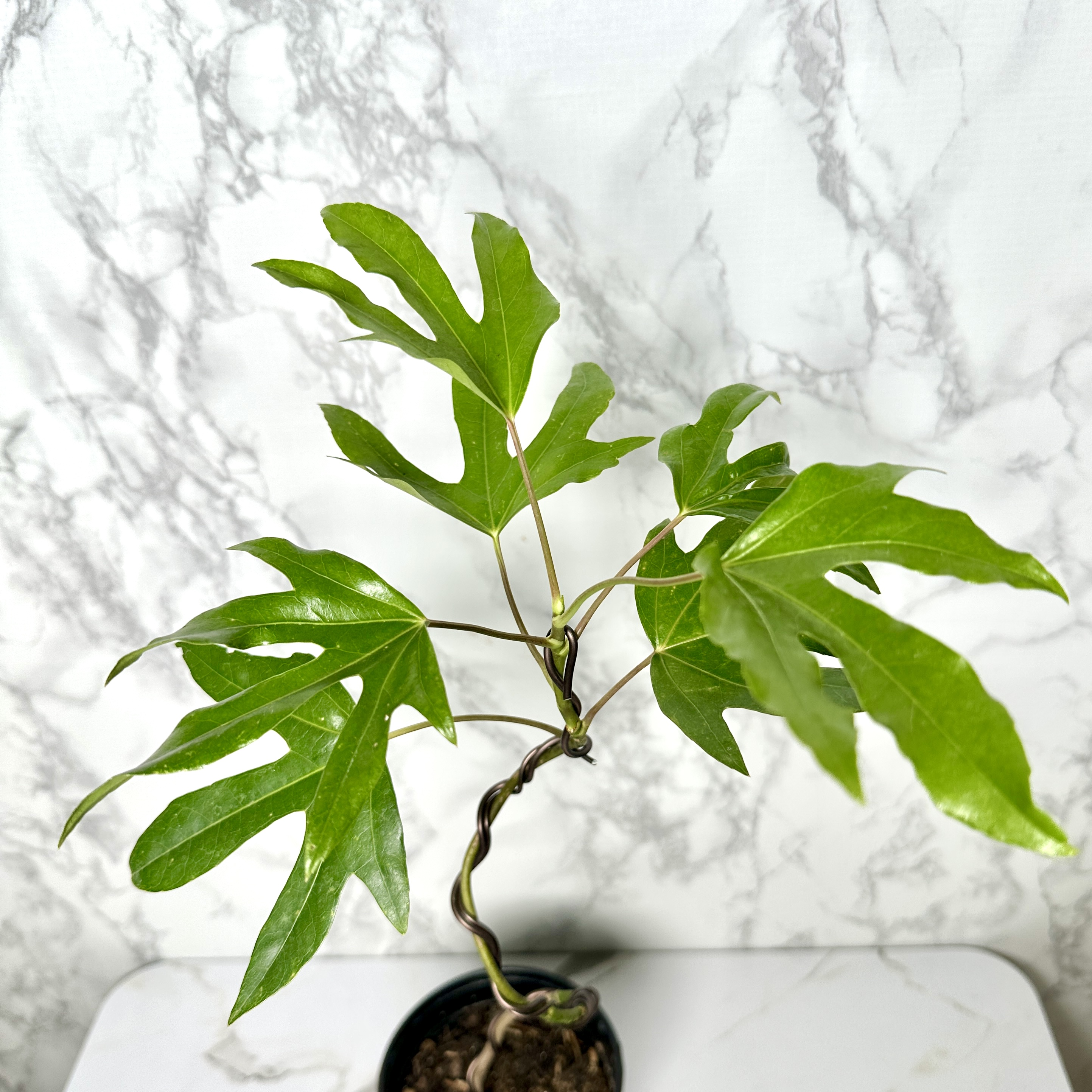 황칠나무 키우기