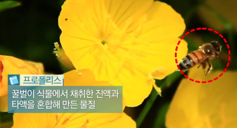 프로폴리스 효능