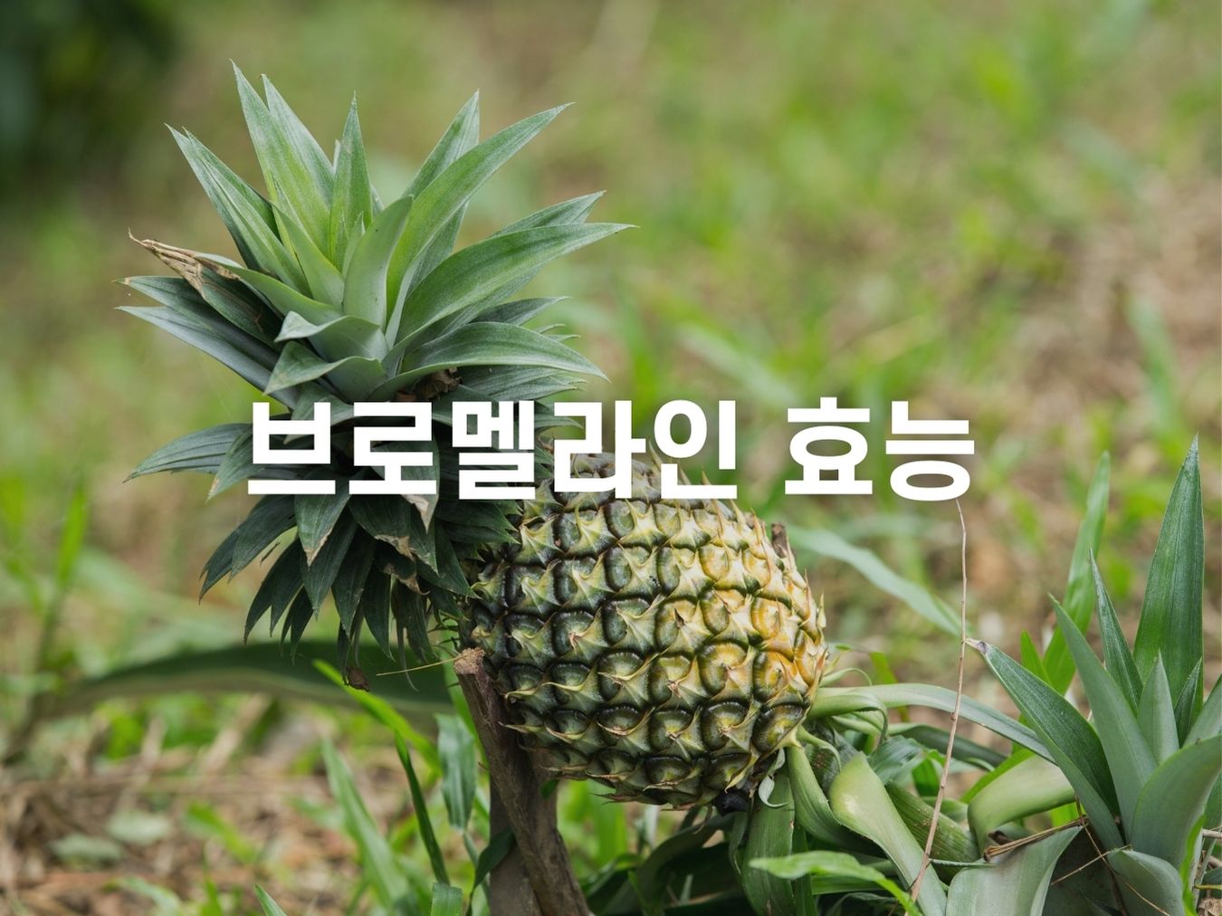 브로멜라인 효능