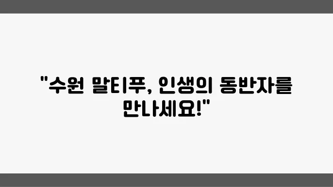 수원말티푸분양 알아봅니다