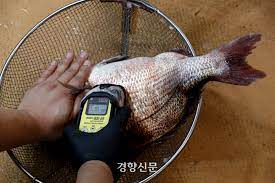수산물 방사능 검사 