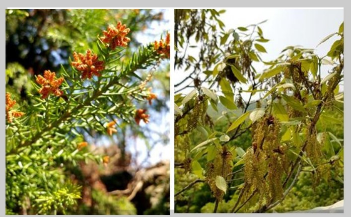 꽃가루알레르기 특징 및 알레르기증상, 꽃가루알레르기예방법