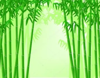 대나무 죽이는 방법과 확실한 제거 농약, 헥사지논 활용법_6