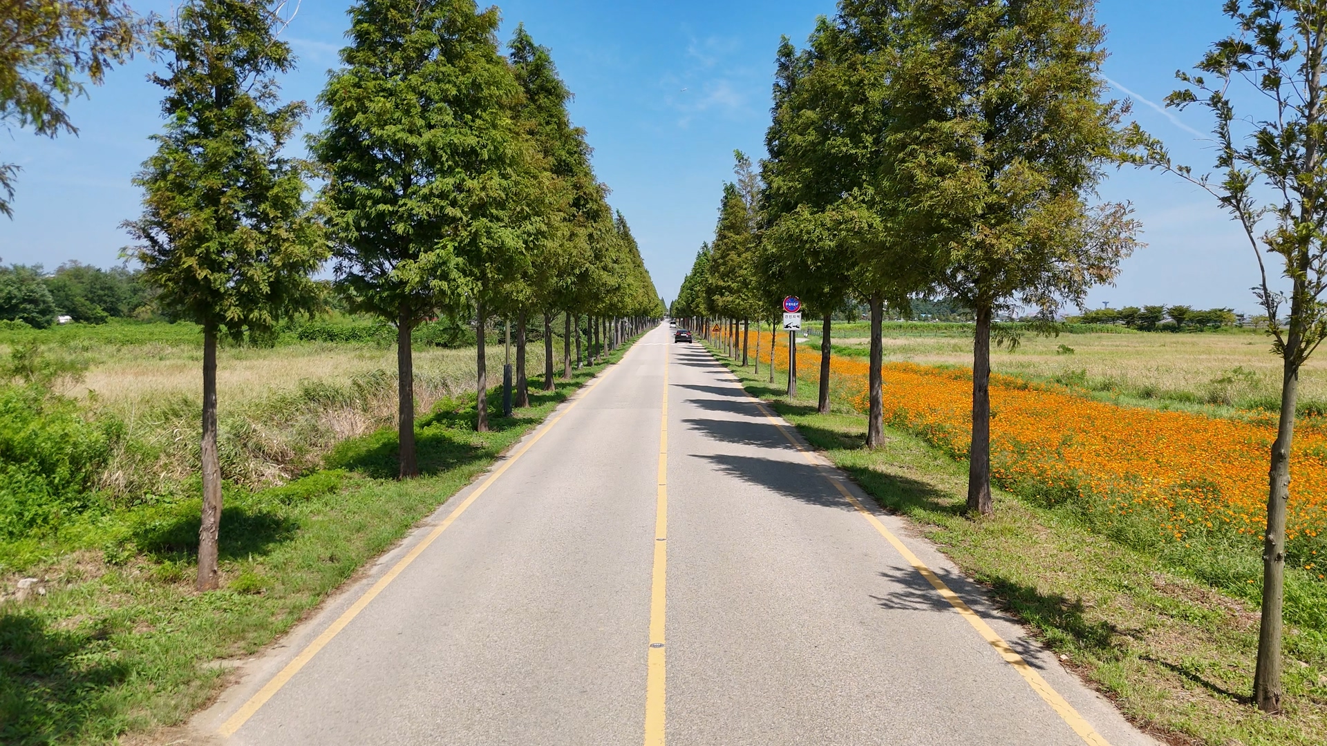 대부도 바다향기테마파크 코스모스