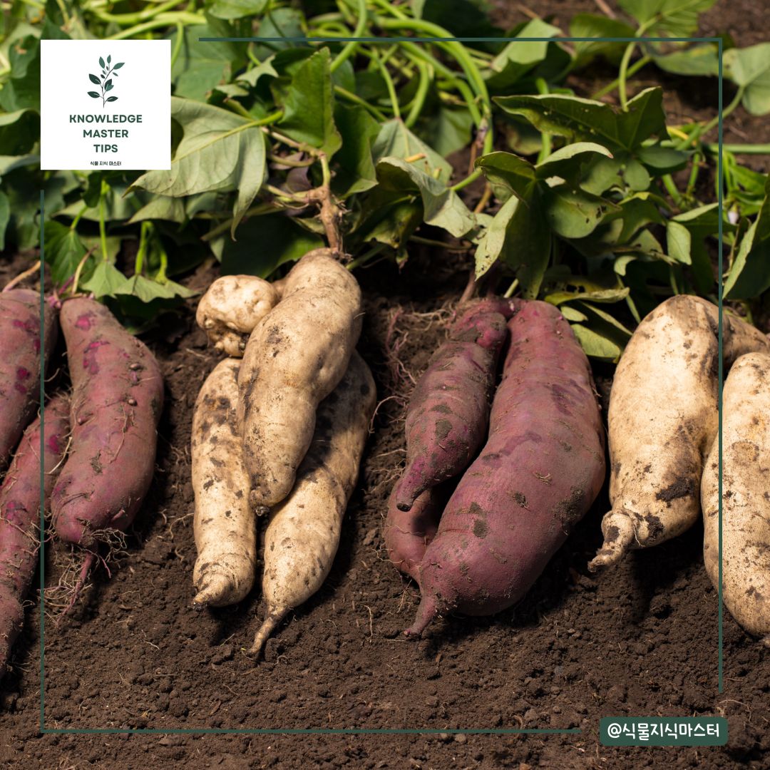 고구마 캐는 방법
