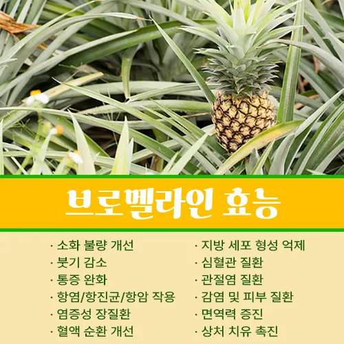 브로멜라인 효능
