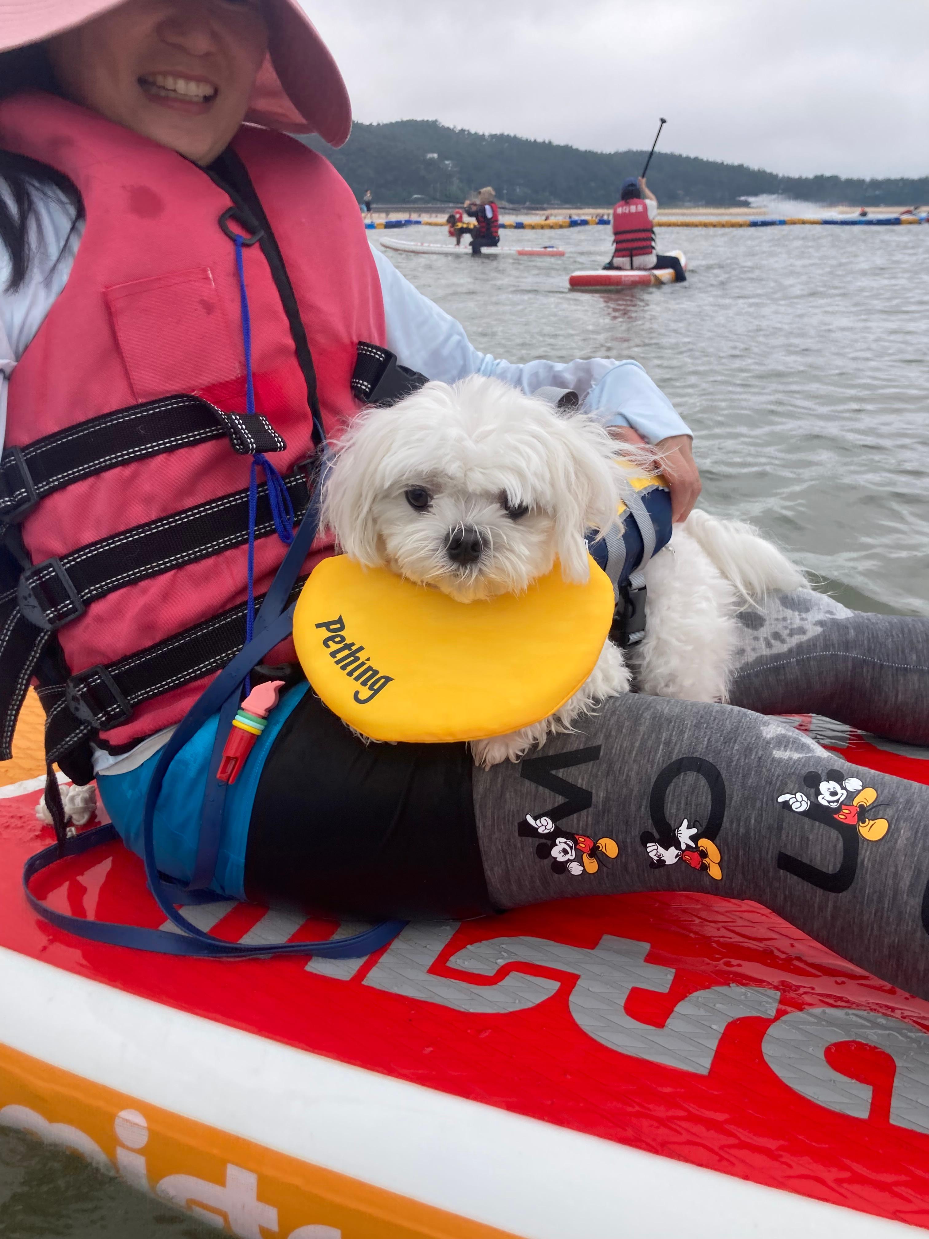 태안 패들보드 체험중