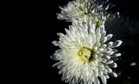 구절초 추출물 고르는 법