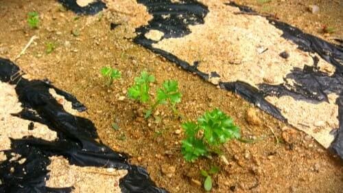 파슬리재배-발아-모종-심는시기-정식시기-파슬리효능