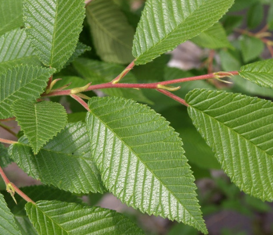 느릅나무는 생태계 안정성과 산업적 활용을 겸비한 고부가가치 수종