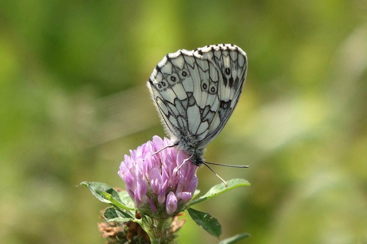 붉은토끼풀 사진